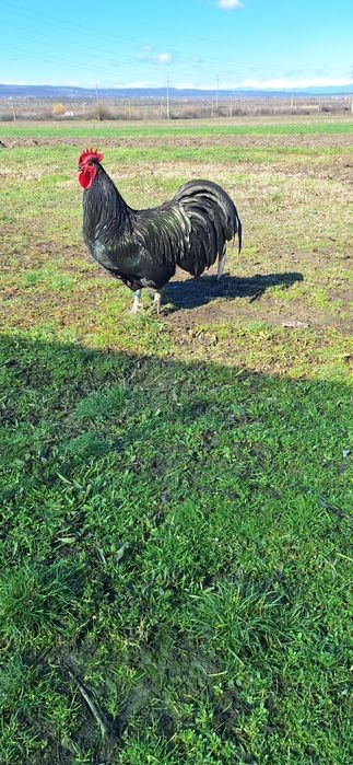 Oua de australorp de vanzare si gaini
