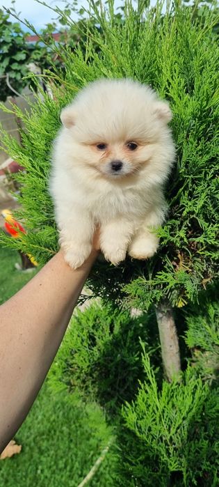 Померан померанче