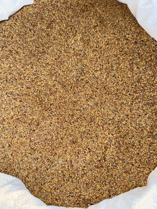 Vând semințe de lucernă