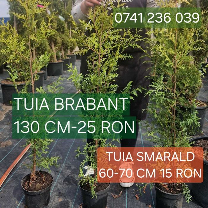 Tuia Brabant 120-130 cm