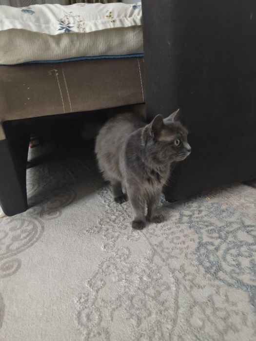 Отдам в хорошие руки