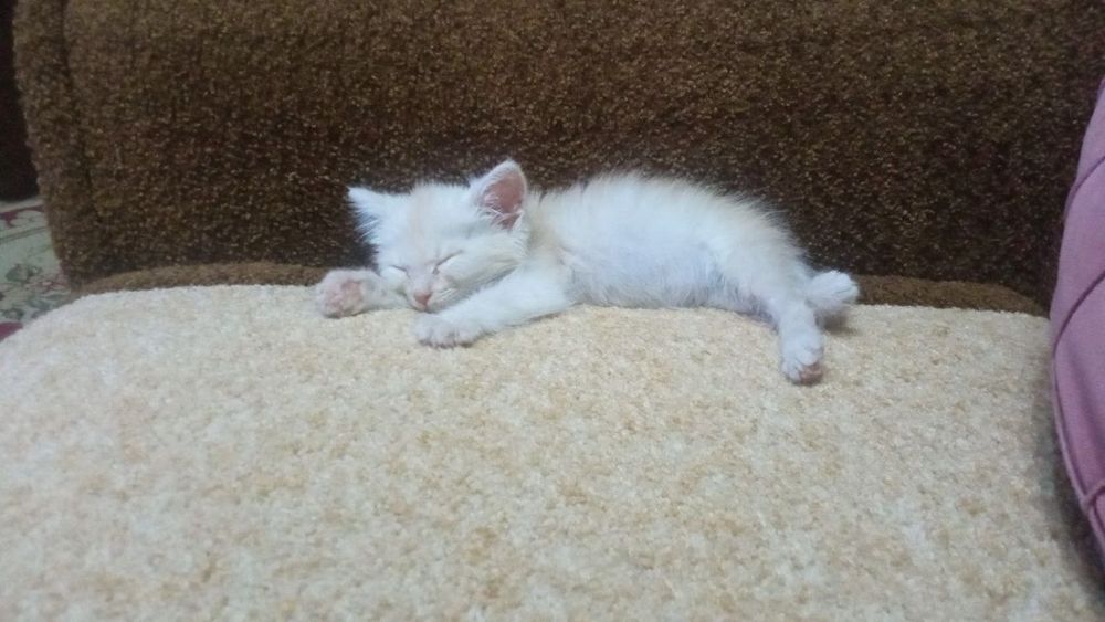 Отдам котенка в хорошие руки