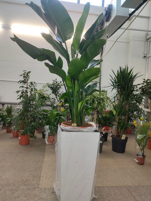 Большие цветы для офисов