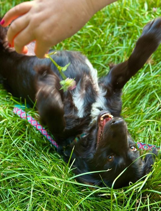 Собака ищет дом и семью