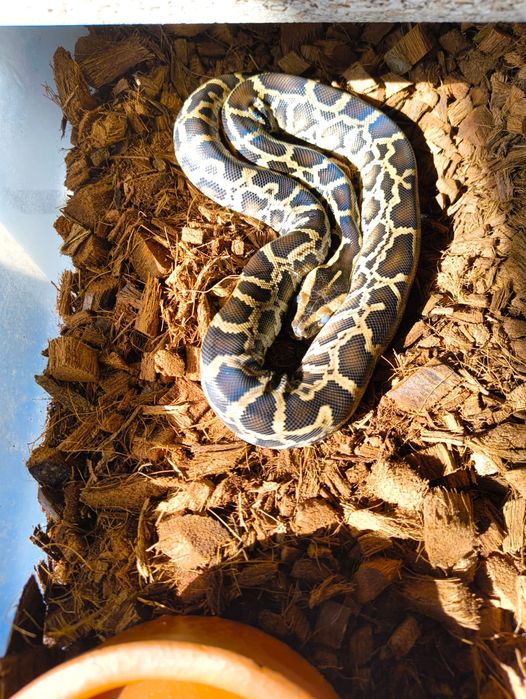 Бирмански Питон   .