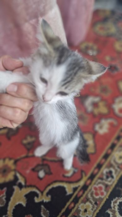 Отдам котёнка,$$