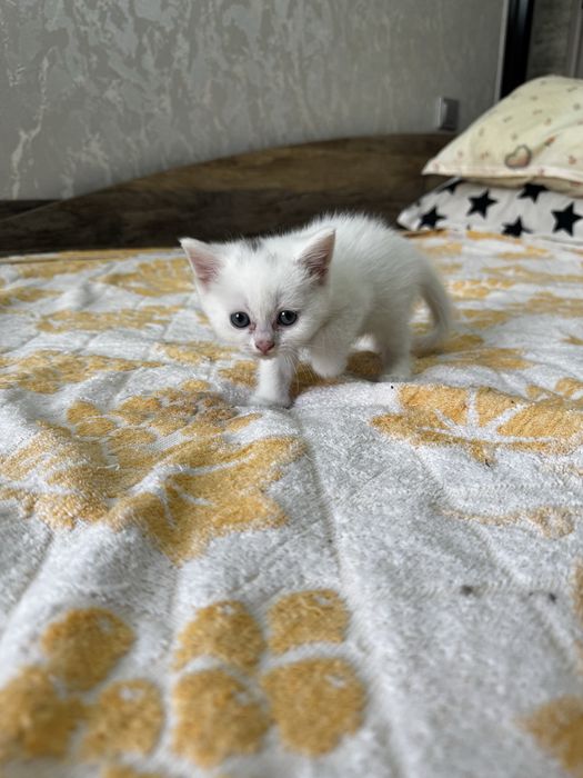 Продаются породистые котята породы шиншилла