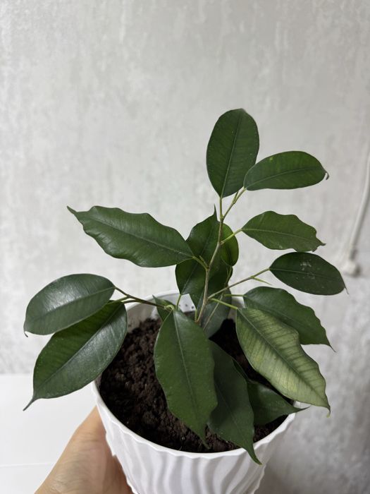 Продам фикус Бенджамина