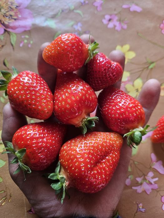 Vând Stoloni de Capsuni* ALBION *