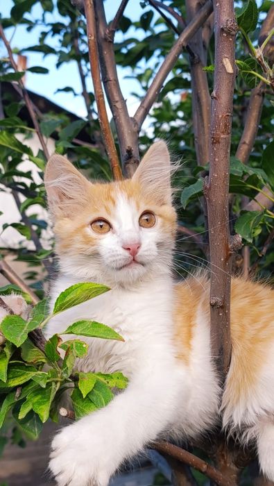 Два мальчика турецкой ангоры 2 месяца,