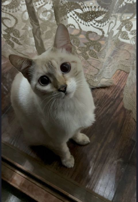 Продается бенгальская кошка