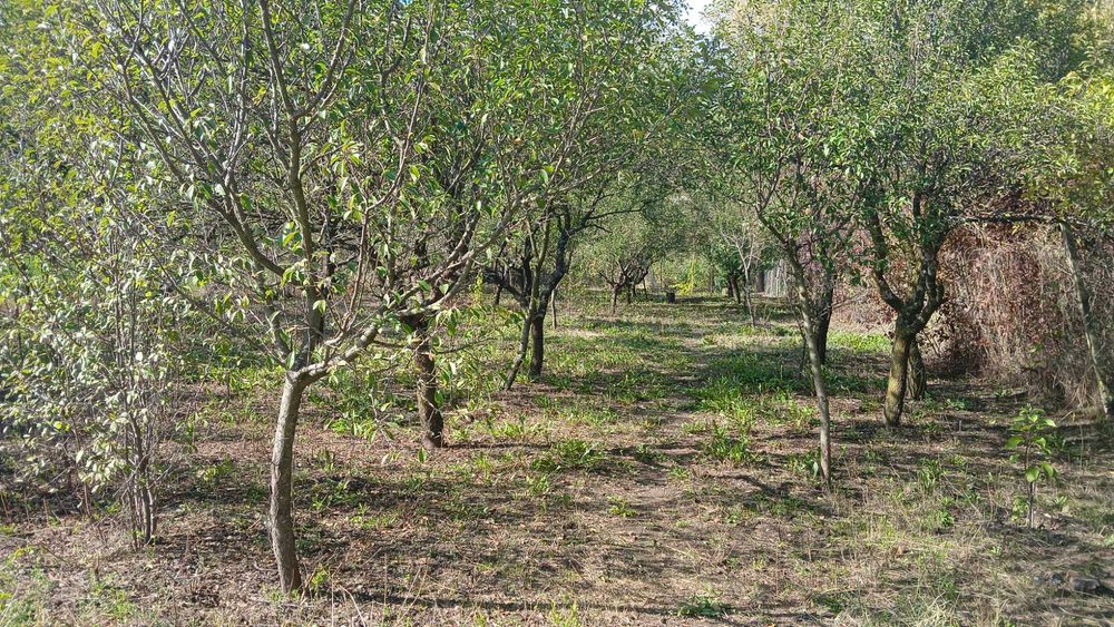 Teren Intravilan, apa, electricitate, canalizare