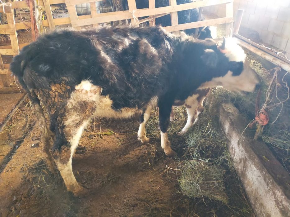 Бұзаулы сиыр 2 құнажын