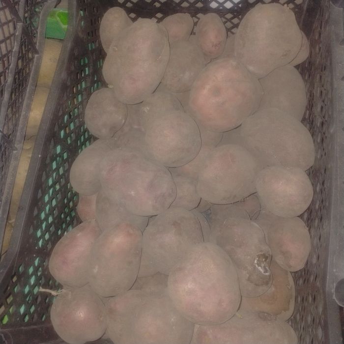 Продам домаший картофель
