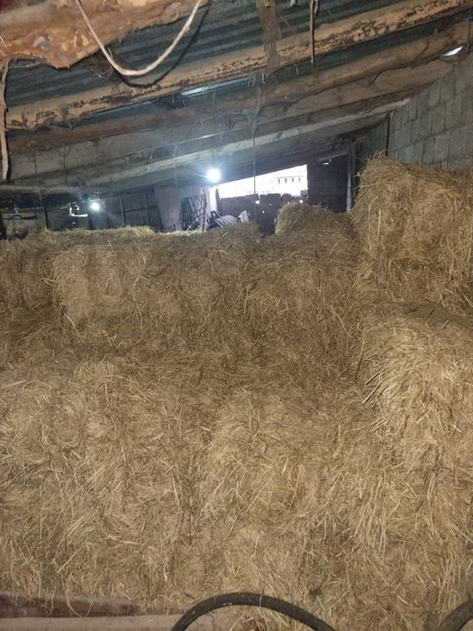 Piris sholi sotiladi