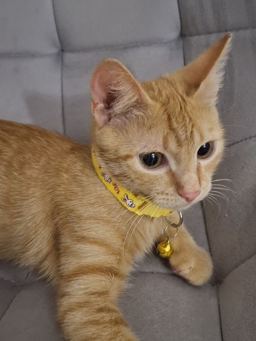 В добрые руки котенок