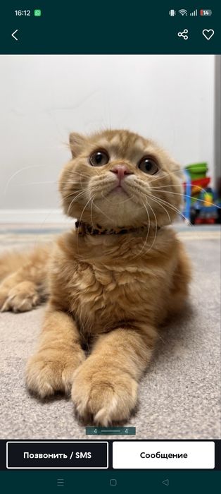 Продается котенок