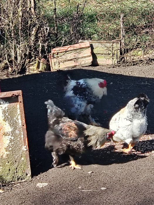 Schimb cocoși pe puici,gaini