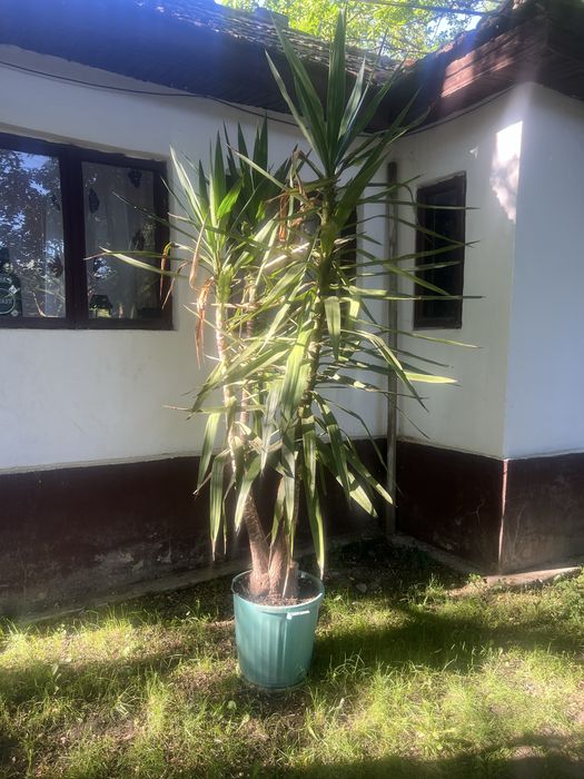 Floare de interior yucca