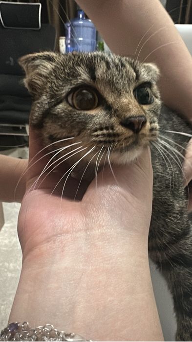 Котенок в добрые руки