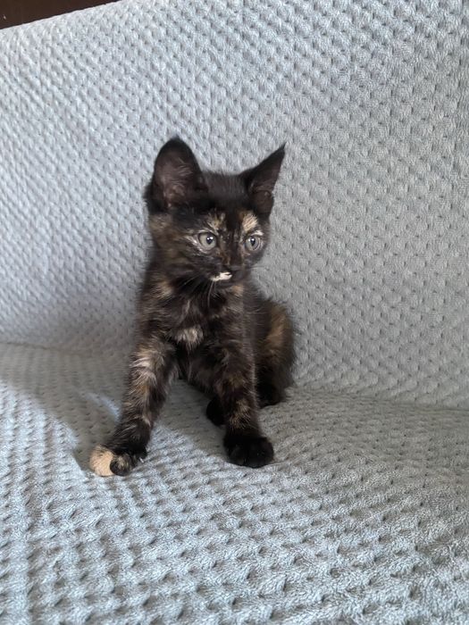 Котенок девочка в добрые руки