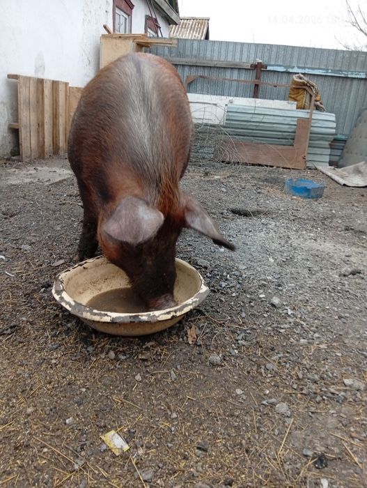 Продам на племя 300.000