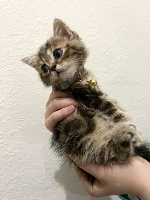 Порода: Скоттиш страйт