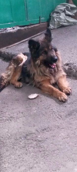 Продам немецкую овчару