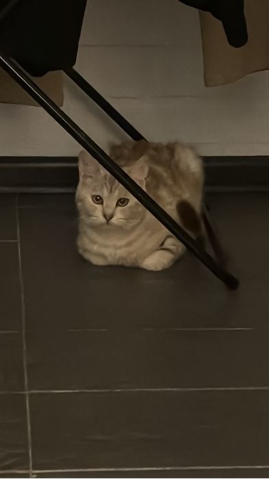 Кошечка ищет новых хозяев