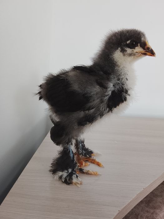 Черный брама балапандары