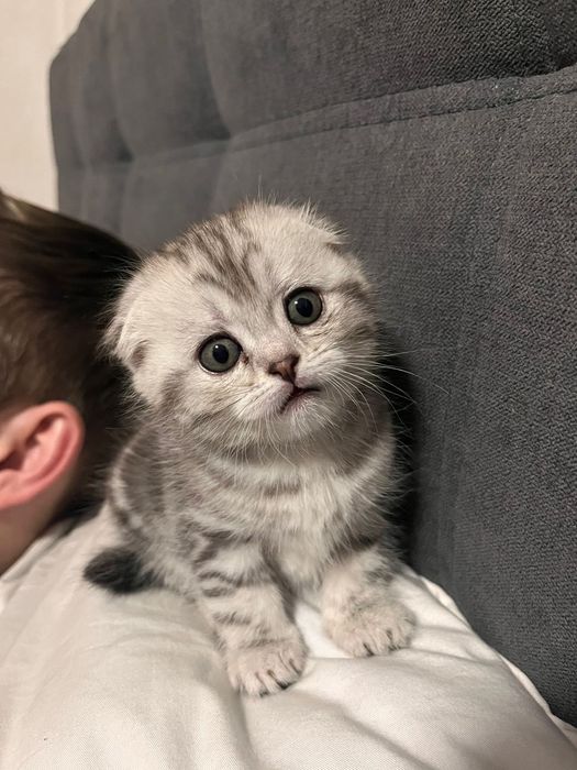 Продам котенка вислоухая