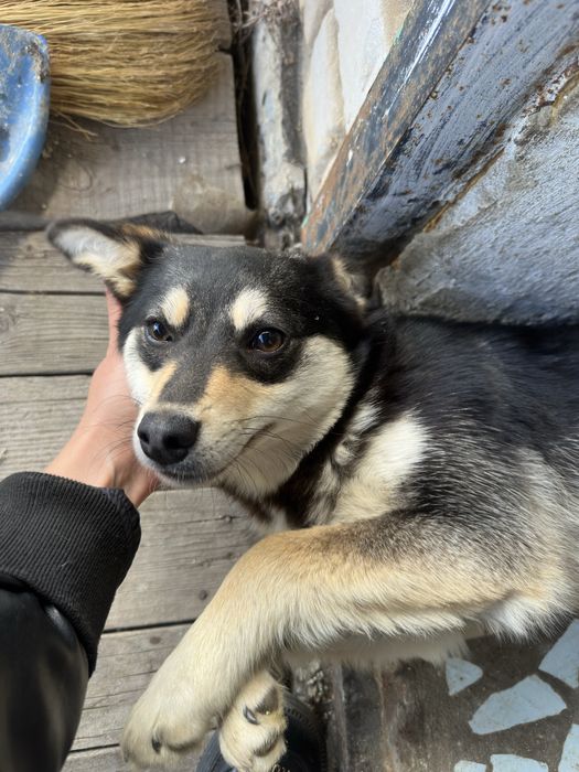 Собака девочка стерильная