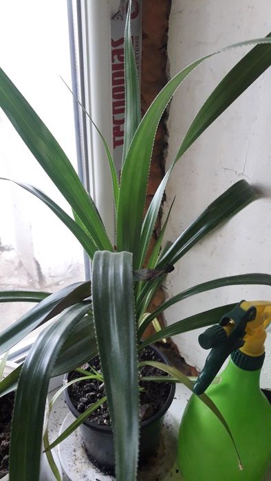 Продам   цветы  комнатные