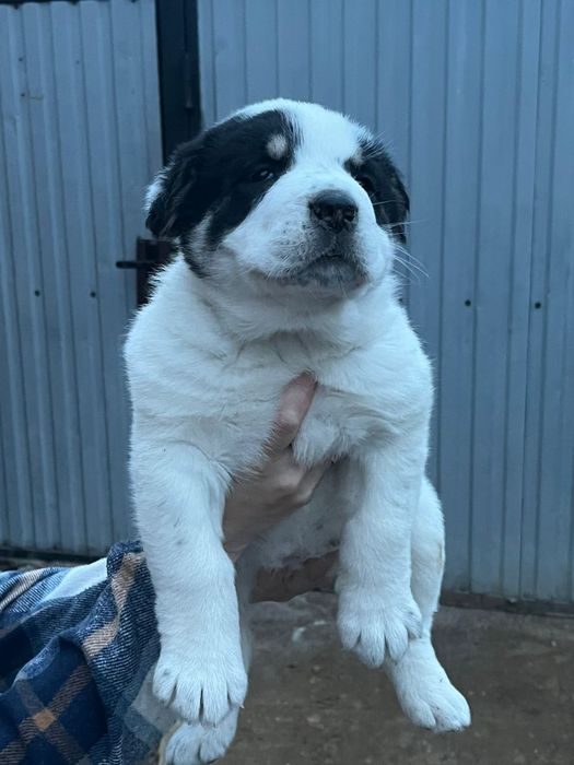 Чистокровный алабай