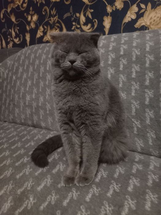 Скоттиш фолд сотилади