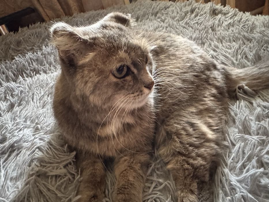 Отдам кошечку стерилизованную