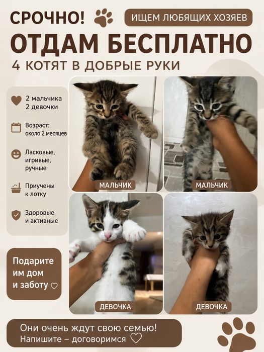 Отдам котят даром в добрые руки
