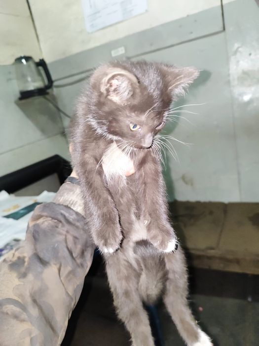 Отдаём шахтерских котят в добрые руки.