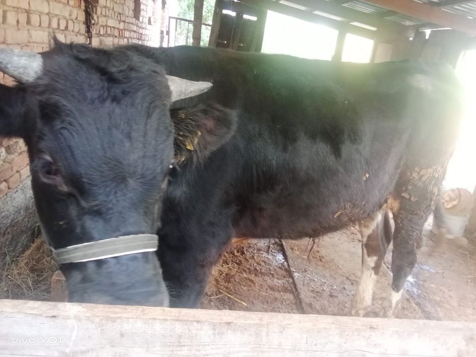 Продам бычков полтарашки