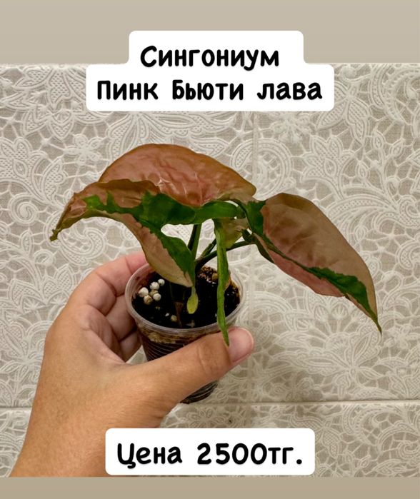 Сингониумы сортовые! Орегано! Комнатные цветы!