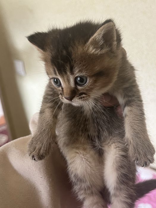 Котёнком  Mushukcha