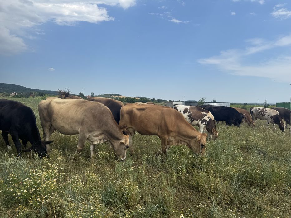 Продавам телни крави и юници