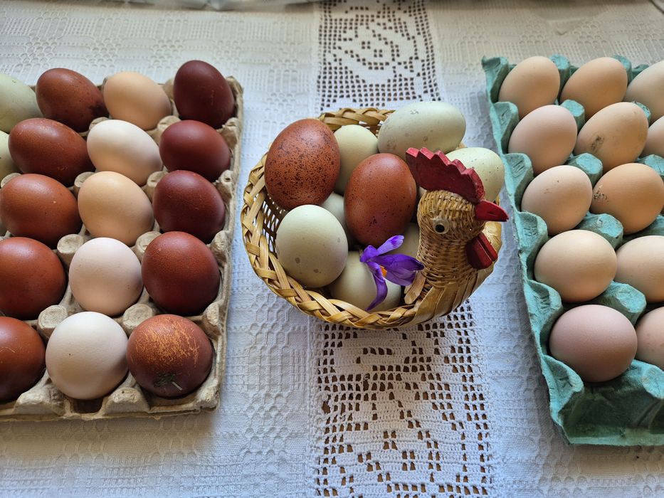 Ouă colorate pentru incubat de casă, fertile