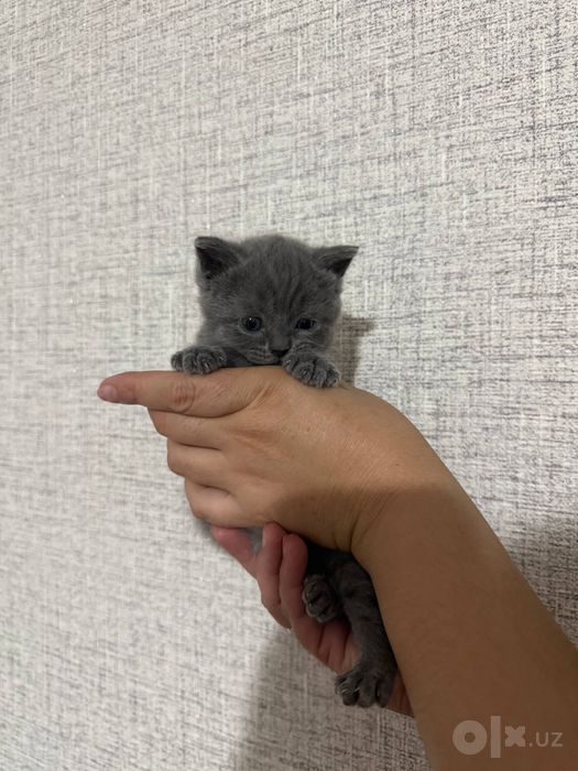 Котята скоттиш-фолд и скотиш -страйт