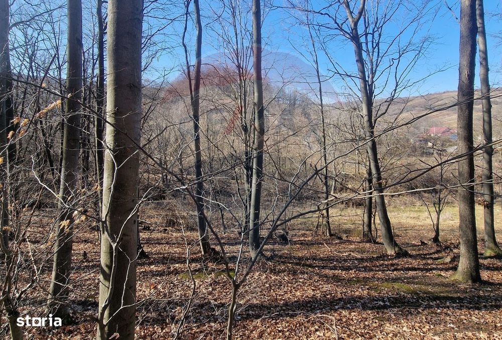 Teren de Vânzare în Pâncești (Sascut)