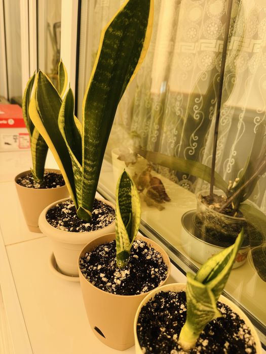 Сансевиерия комнатное растение