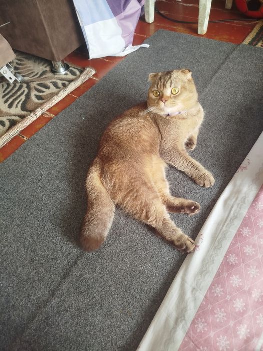 Кот для связки...