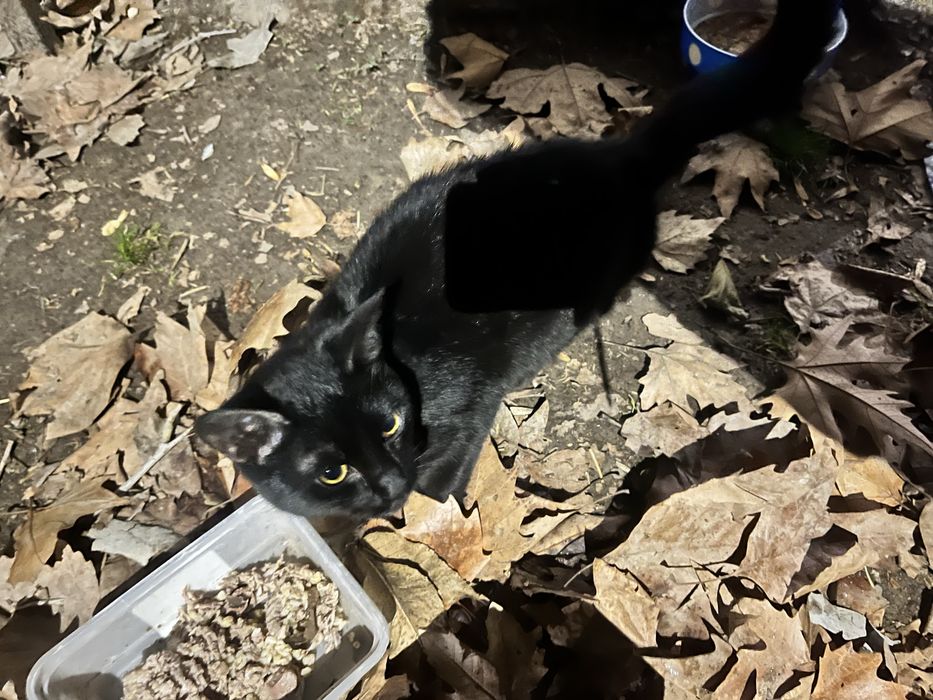 Chiroyli aqlli 5 oylik qiz bola mushuklar hadyaga beriladi