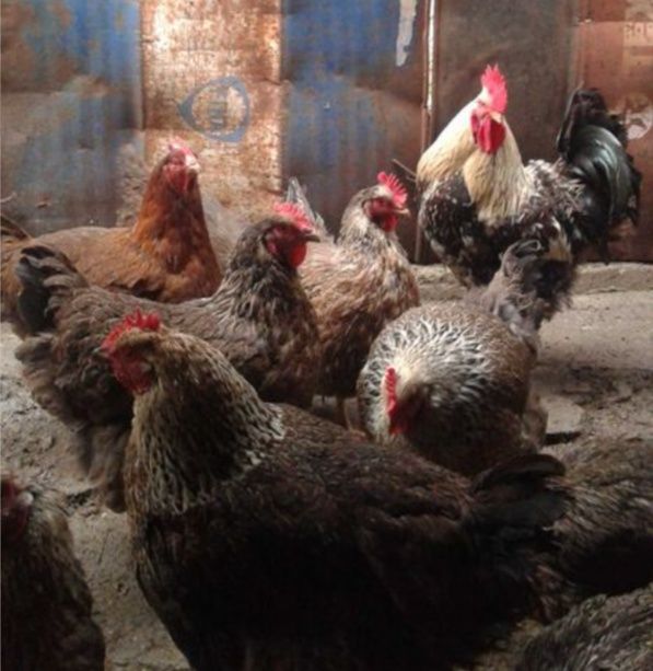 Яйца от Катунски кокошки три цвята