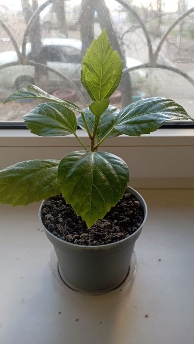 Продам  китайскую розу